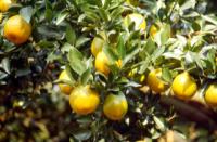 Eteri�no ulje mandarine dobiva se tije�tenjem usplo�a mandarine